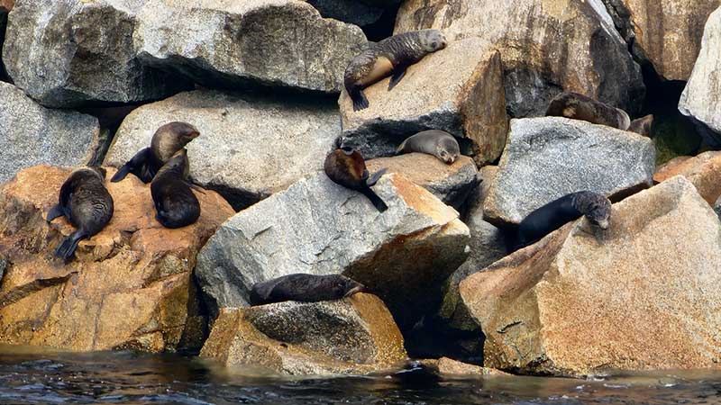 Narooma-seal-rest-point5