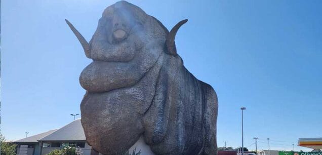 The Big Merino