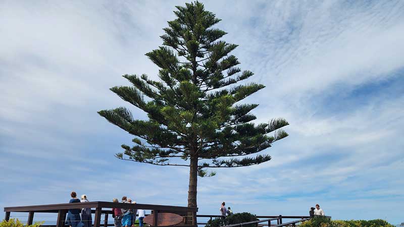 Tuross-Head-on-Tree-Point6 Tuross-Head-on-Tree-Point6