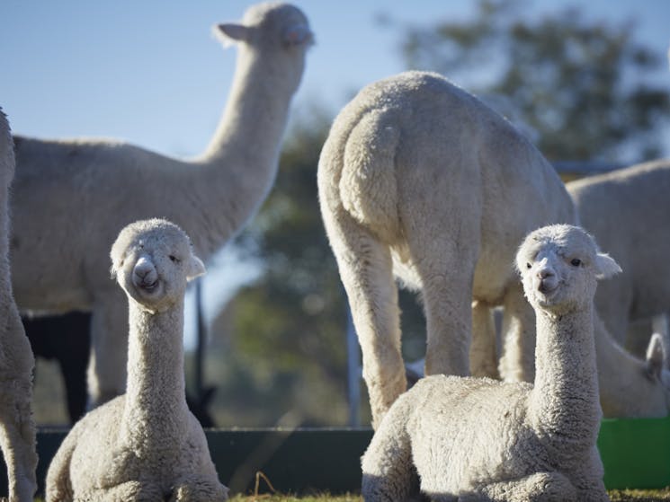 b0d4651077a98816f375bd783c321475