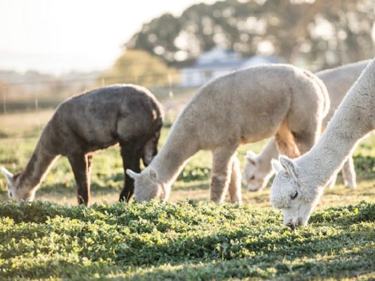 d4ae69ccd8460e34af3838d83ef2a966