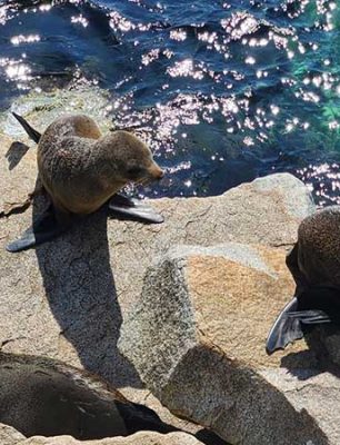 Narooma-seal-rest-point2